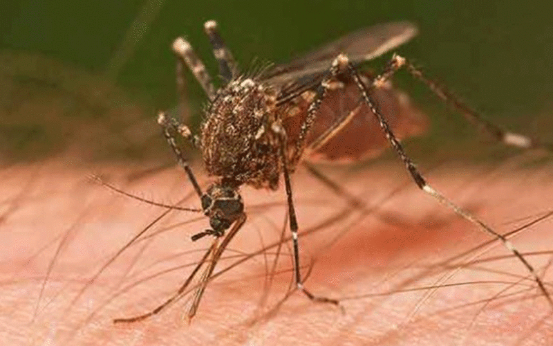 Dengue से दिल्ली में इस साल हुई पहली मौत