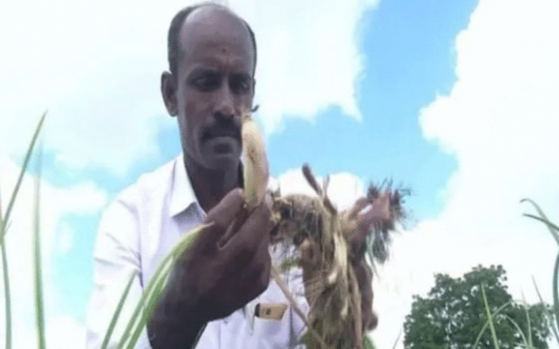 Heavy rain damages crops in Karnataka's Kalaburagi