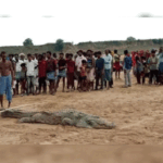 MP crocodile swallowed the innocent, the villagers said - will leave the child only then