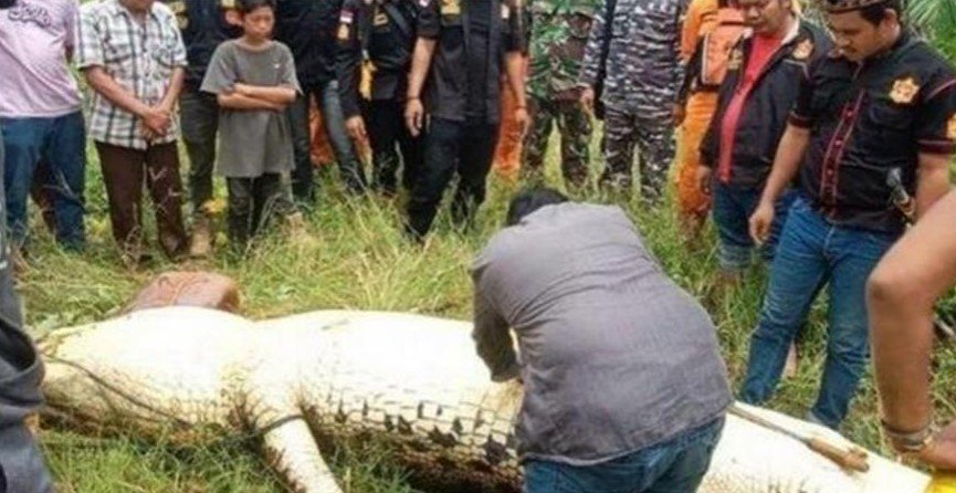 MP crocodile swallowed the innocent, the villagers said - will leave the child only then