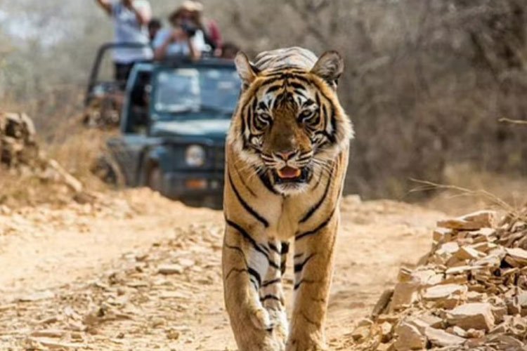 8 साल में बाघों की संख्या हुई दोगुनी, सिर्फ भारत में ही विश्व के सर्वाधिक 75 फीसदी बाघ