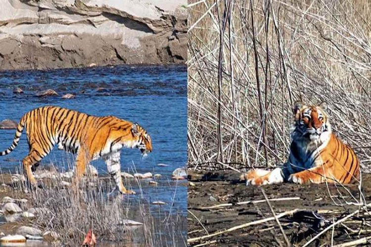 The number of tigers doubled in 8 years, only in India, 75 percent of the world's tigers