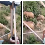 People climbed the electric tower to escape the elephant, the villagers were in panic