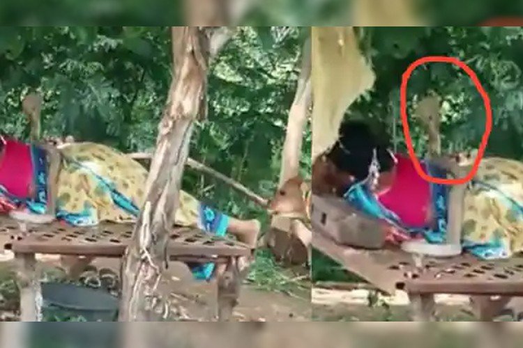 Snake sat on top of sleeping woman﻿