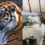 Without caring for her innocent child, the mother clashed with the tiger and then..