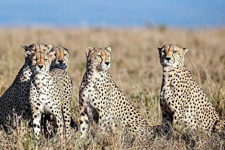 India go Namibia special preparation to pick cheetah﻿
