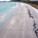 Chatham Islands whales found dead off New Zealand shores﻿