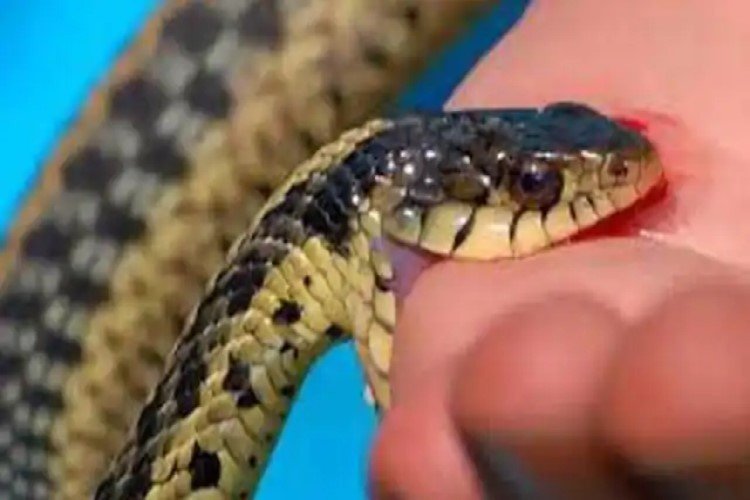 Chhattisgarh: Snake dies after biting 8-year-old child﻿