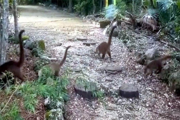 Coatis