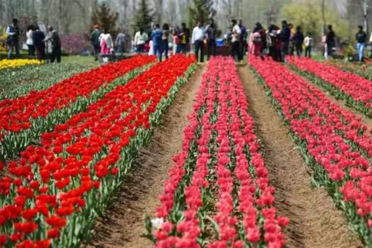 Asia's largest tulip garden opens for public